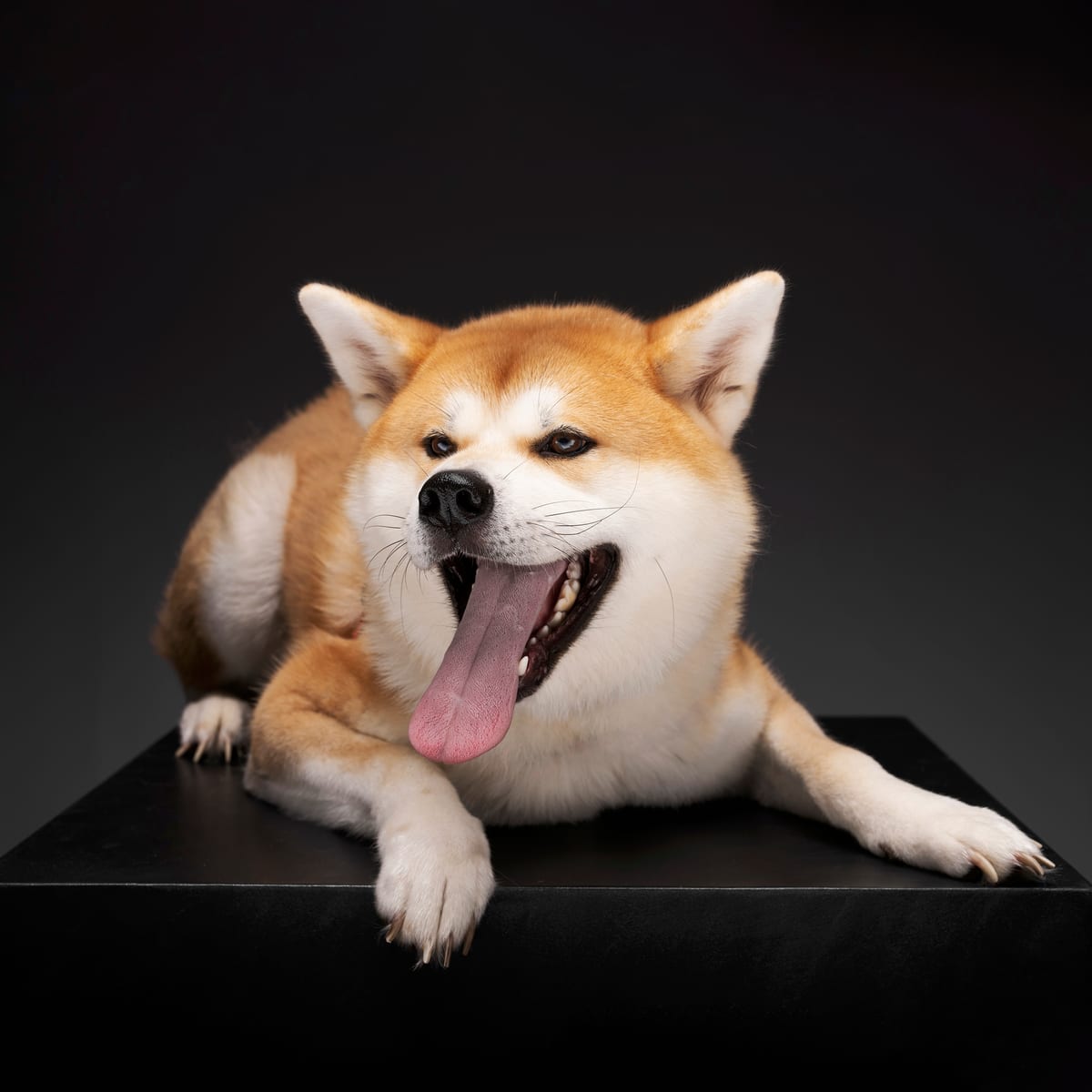 Comprendre son chien : langage, besoins et bien-être