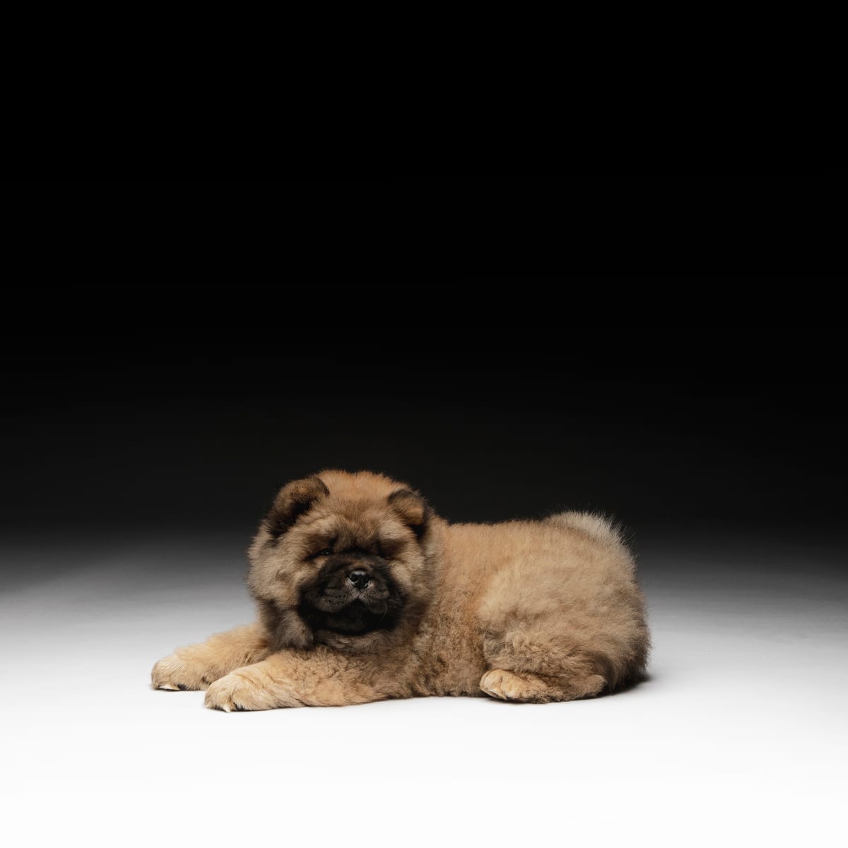 Éduquer un chiot : le guide complet en méthode positive