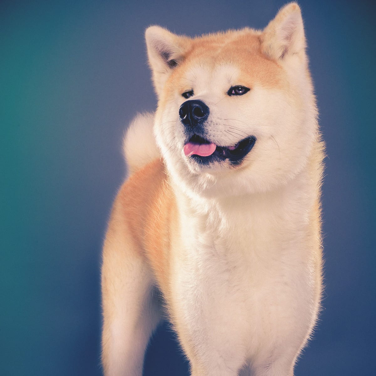 Éducation positive du chien : principes et bénéfices