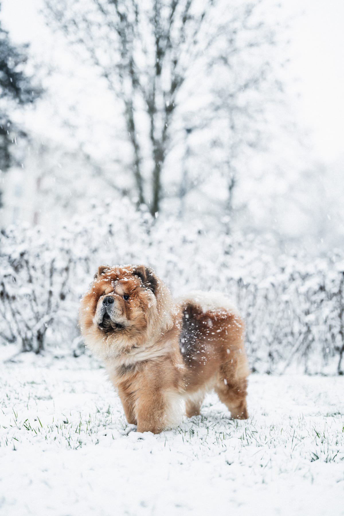 Apprendre le rappel à son chien : méthode pas à pas
