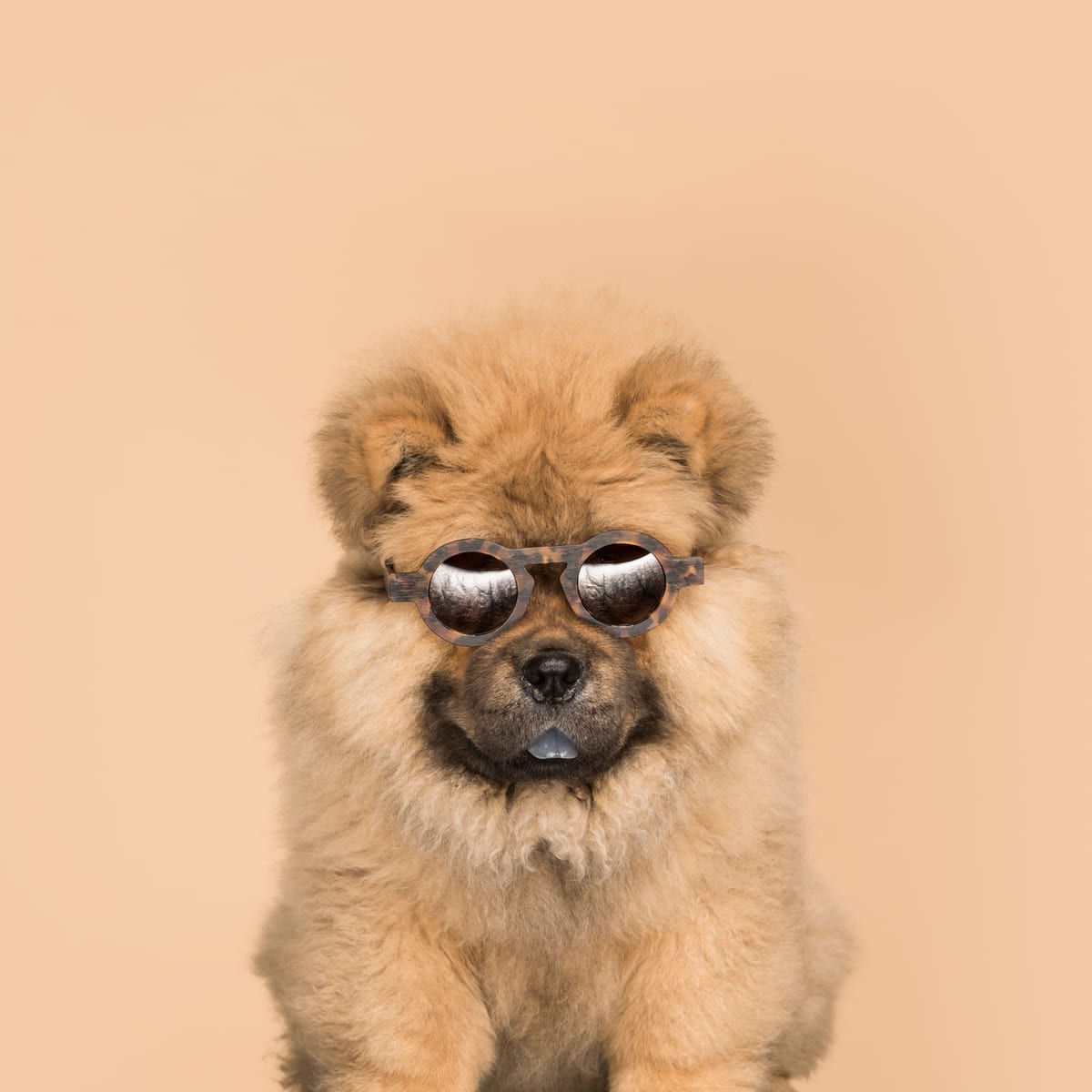 Socialisation du chiot : tout savoir sur la période clé
