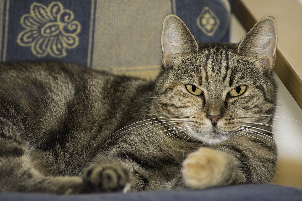 Chat De Maison Close Up, Dossier Public