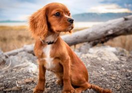 Choisissez une assurance performante pour votre chien