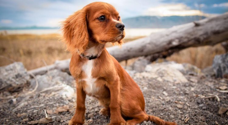 Choisissez une assurance performante pour votre chien
