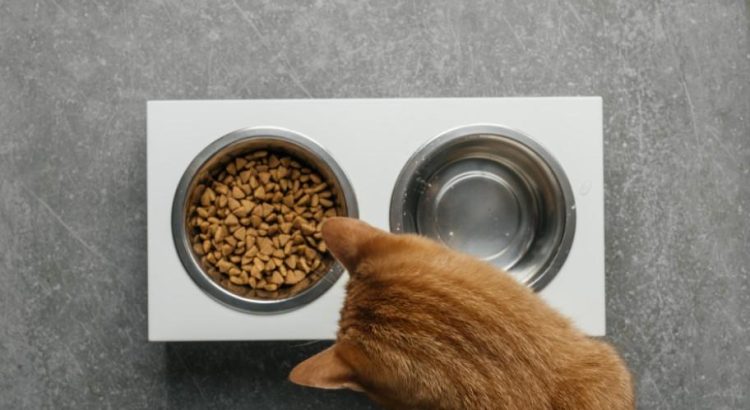 comment faire grossir un chat trop maigre