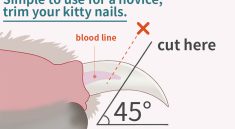 Comment couper les griffes du chat : Un guide étape par étape
